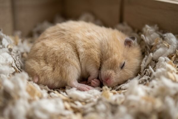a-golden-syrian-hamster-curled-still-in-bedding