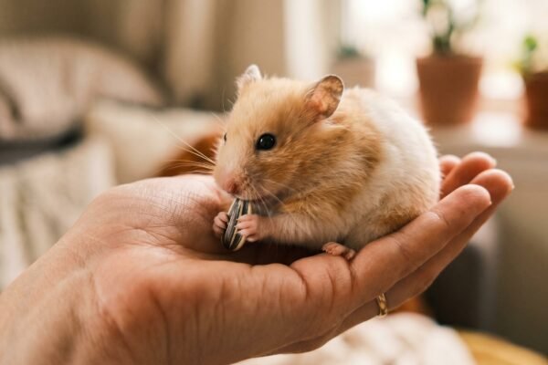 how-to-tame-your-hamster
