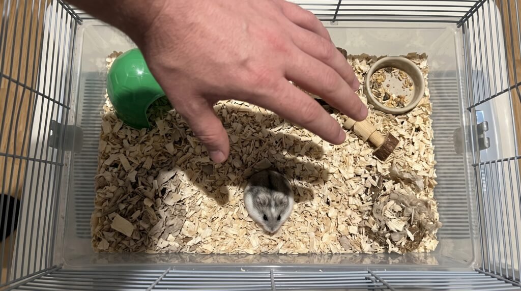 hamster-scared-by-shadow-of-human-hand