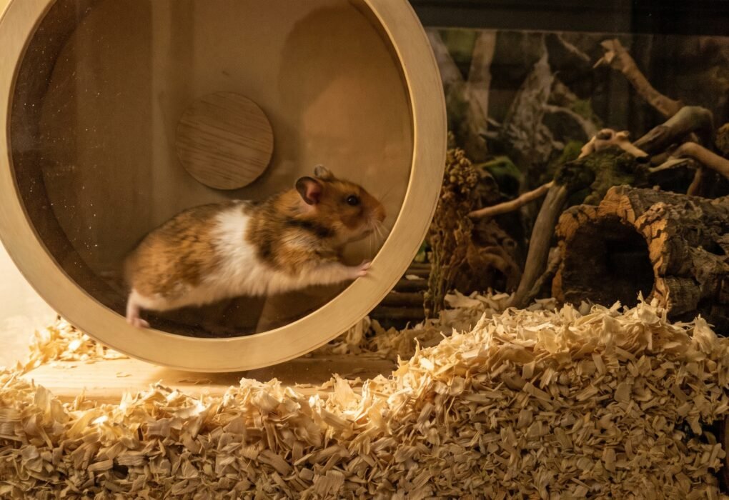syrian-hamster-running-on-solid-exercise-wheel-at-night
