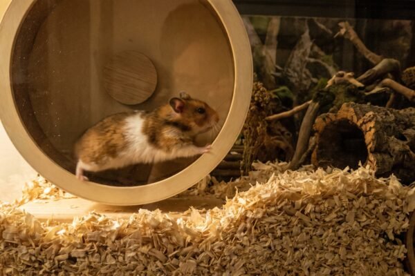 syrian-hamster-running-on-solid-exercise-wheel-at-night